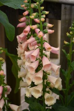 Digitalis, Foxglove 'Dalmatian Peach'