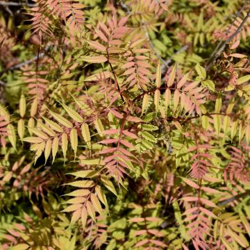 Sorbaria, Ash Leaf Spirea 'Sem'