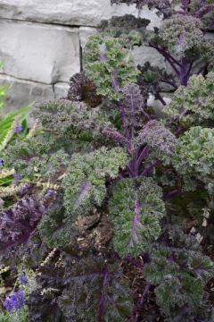 Brassica, Ornamental Kale 'Redbor'