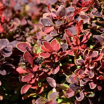 Berberis, Japanese Barberry 'Golden Ruby®'