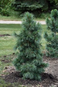 Pinus, Swiss Stone Pine 'Silver Whispers™'