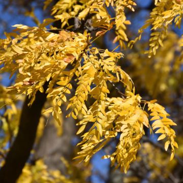 Gleditsia, Thornless Honeylocust 'Shademaster®'