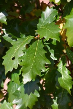 Quercus, Ware's Oak 'Kindred Spirit®'
