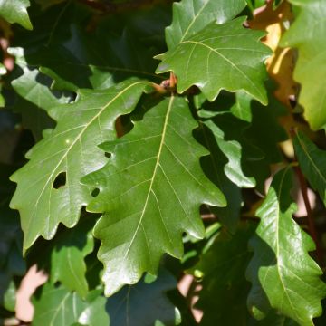 Quercus, Ware's Oak 'Kindred Spirit®' (Large Sizes)