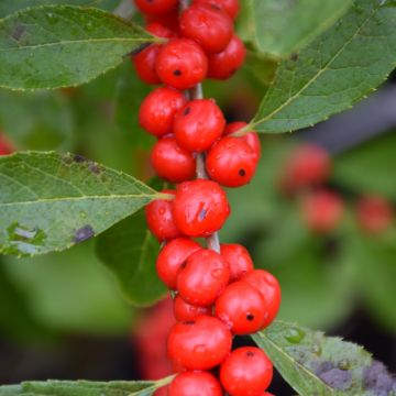 Ilex, Winterberry 'Red Sprite'