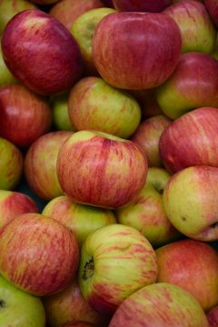 Malus, Fruiting Apple 'Cortland'