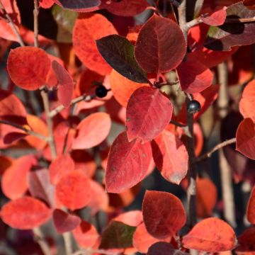 Aronia, Black Chokeberry 'Viking'