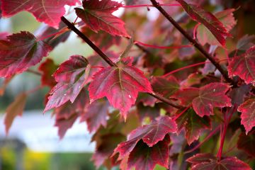 Acer, Red Maple 'Brandywine'