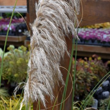 Cortaderia Selloana, Pampas Grass 'Ivory Feathers®'