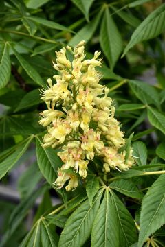 Aesculus, Ohio Buckeye