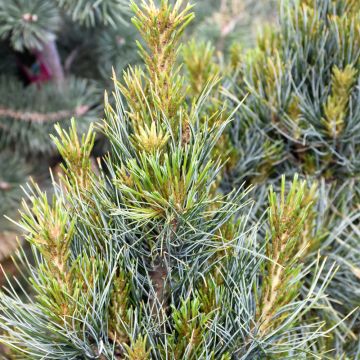 Pinus, Swiss Stone Pine 'Westerstede' (Large Sizes)