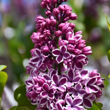 Syringa, Common Lilac 'Sensation'