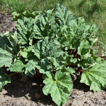 Rheum, Rhubarb 'Chipman's Red'