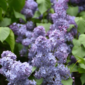 Syringa, Common Lilac 'Wedgewood Blue'