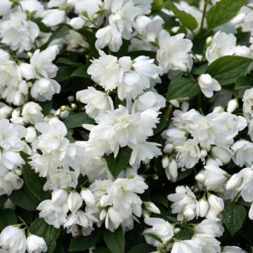 Philadelphus, Mock Orange 'Snowbelle'