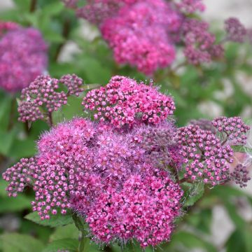 Spiraea, Bumalda Spirea 'First Editions® Superstar™'