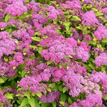 Spiraea, Japanese Spirea 'Magic Carpet'