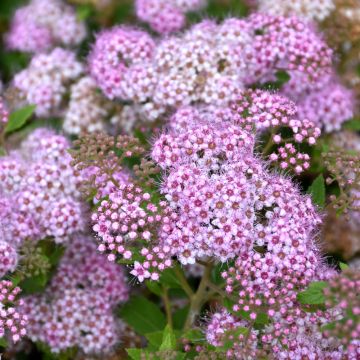 Spiraea, Japanese Spirea 'Little Princess'