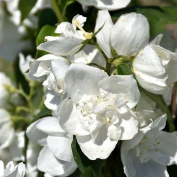 Philadelphus, Mock Orange 'First Editions® Snow White™'