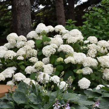 Hydrangea, Smooth 'Annabelle'