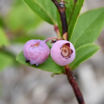 Vaccinium, Highbush Blueberry 'Pink Popcorn®'