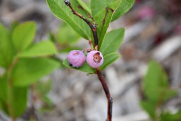 Vaccinium, Highbush Blueberry 'Pink Popcorn®'