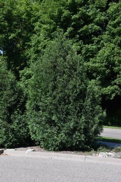 Thuja, Arborvitae 'Techny'