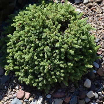 Picea, White Spruce 'Hedgehog'