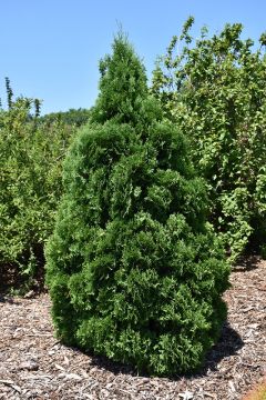 Thuja, Arborvitae 'Holmstrup'