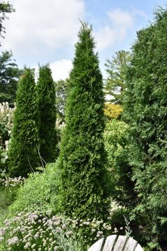 Thuja, Arborvitae 'American Pillar'