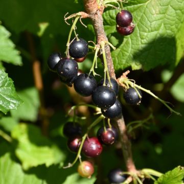 Ribes, Black Currant 'Consort'