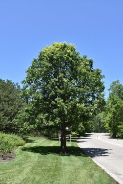 Quercus, Bur Oak