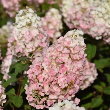 Hydrangea, Panicle 'First Editions® Strawberry Sundae®'