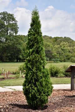 Thuja, Arborvitae 'North Pole®'