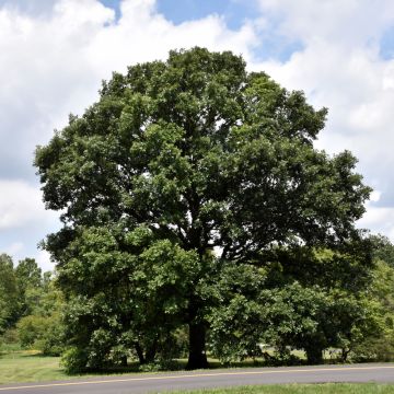 Quercus, Swamp White Oak (Large Sizes)
