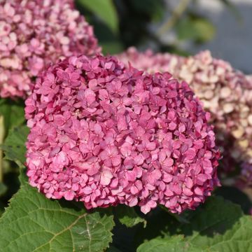 Hydrangea, Smooth 'Invincibelle Mini Mauvette®'