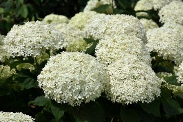 Hydrangea, Smooth 'Invincibelle Limetta®'