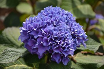 Hydrangea, Bigleaf 'Let’s Dance® Rhythmic Blue™'