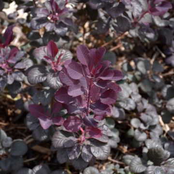 Cotinus, Smokebush 'Winecraft Black®'