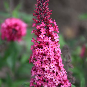 Buddleia, Butterfly Bush Monarch® 'Prince Charming'