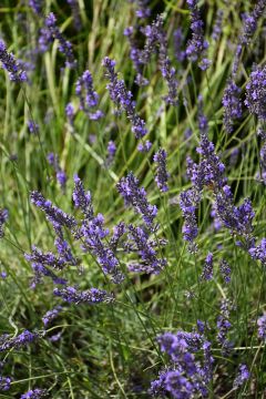 Lavandula, Hybrid Lavender 'Phenomenal™'