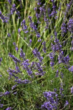 Lavandula, Hybrid Lavender 'Phenomenal™'