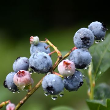 Vaccinium, Highbush Blueberry 'Blueray'