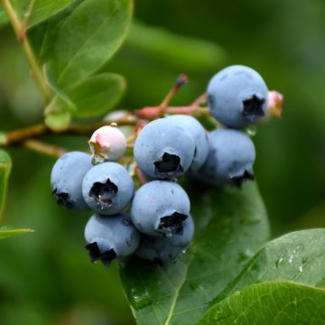 Vaccinium, Half-High Blueberry 'Northcountry'