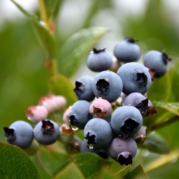 Vaccinium, Highbush Blueberry 'Patriot'