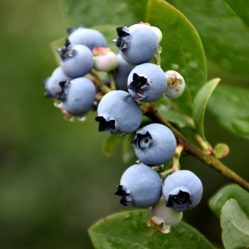 Vaccinium, Half-High Blueberry 'Northblue'