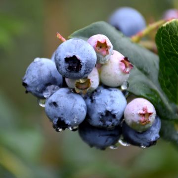 Vaccinium, Half-High Blueberry 'Chippewa'