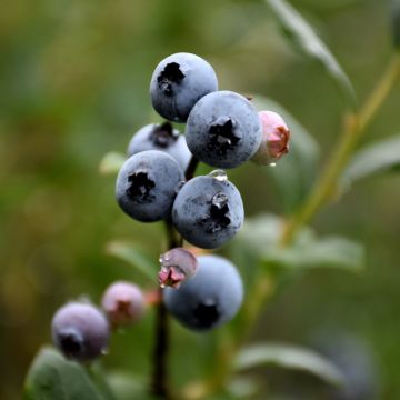 Vaccinium, Half-High Blueberry 'St. Cloud'