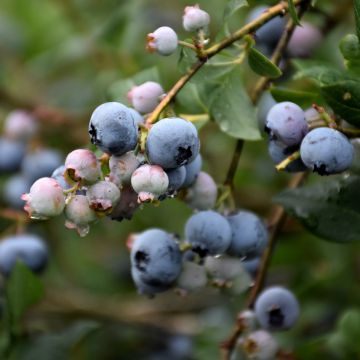 Vaccinium, Highbush Blueberry 'Superior'