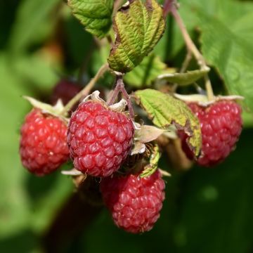 Rubus, Raspberry 'Encore'